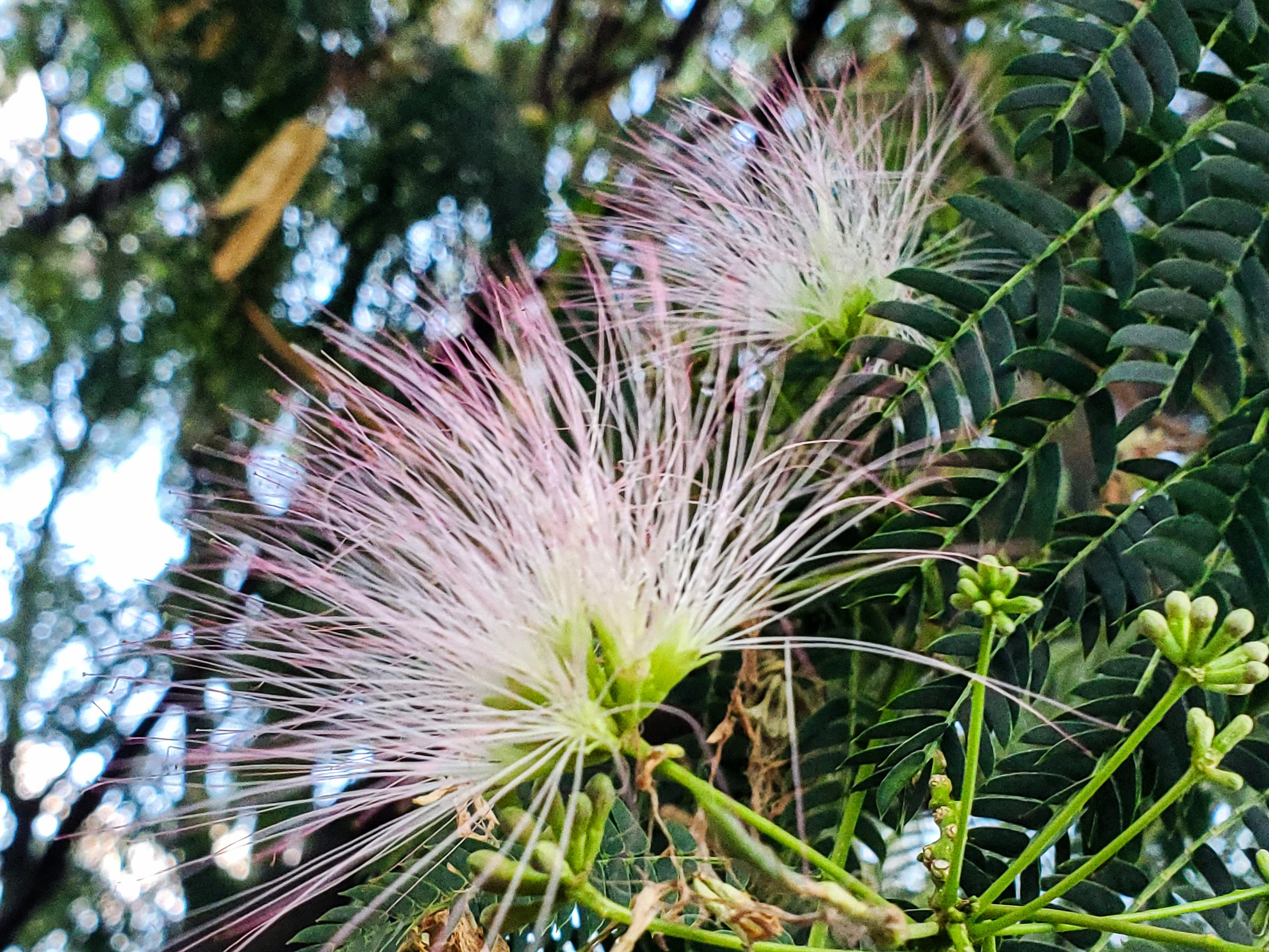 Mimosa Tincture
