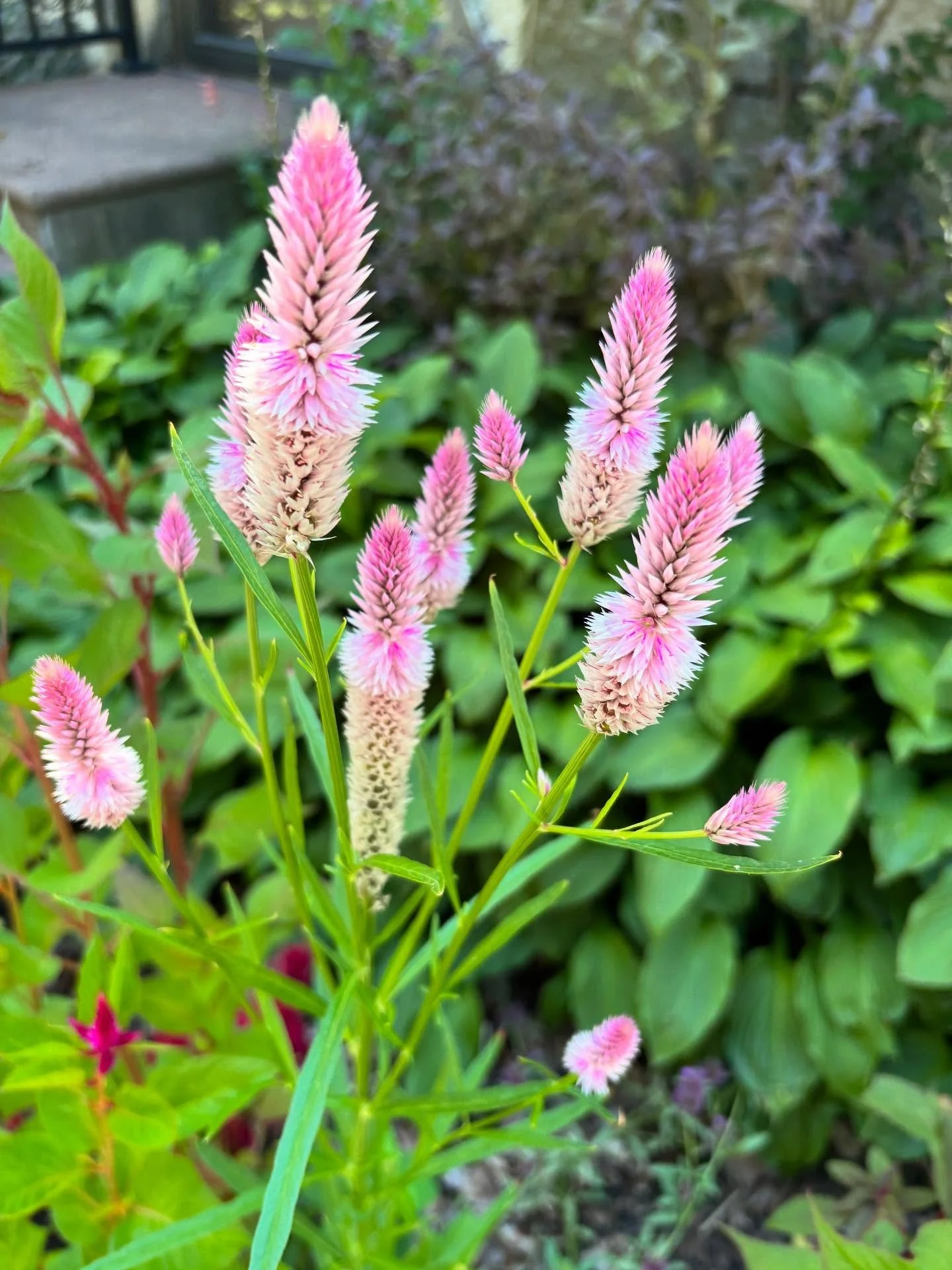 Celosia &amp; Amaranth from seed for cut flowers

#celosia #amaranth #cutflowers