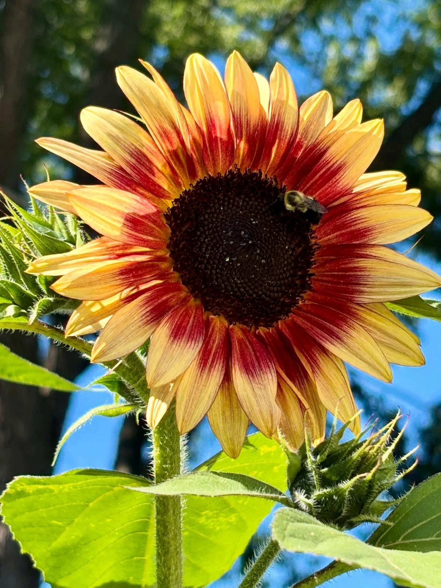 Sunflowers! 🌻 
A few beauties: Plum &amp; White Lites
A few mutants: Unknown

#sunflower #mutantflower