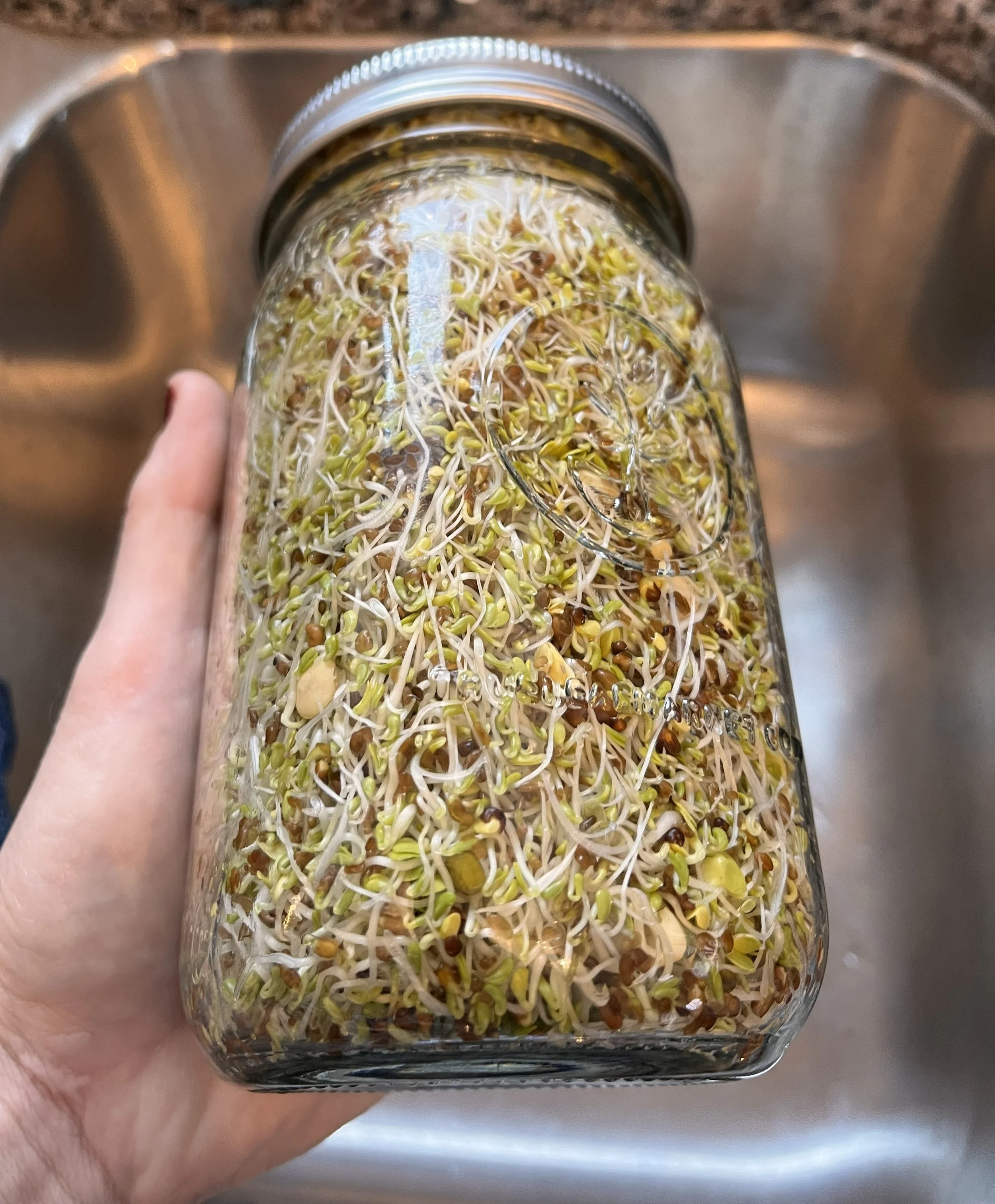 5 Part Salad Sprouts Day 5.jpg