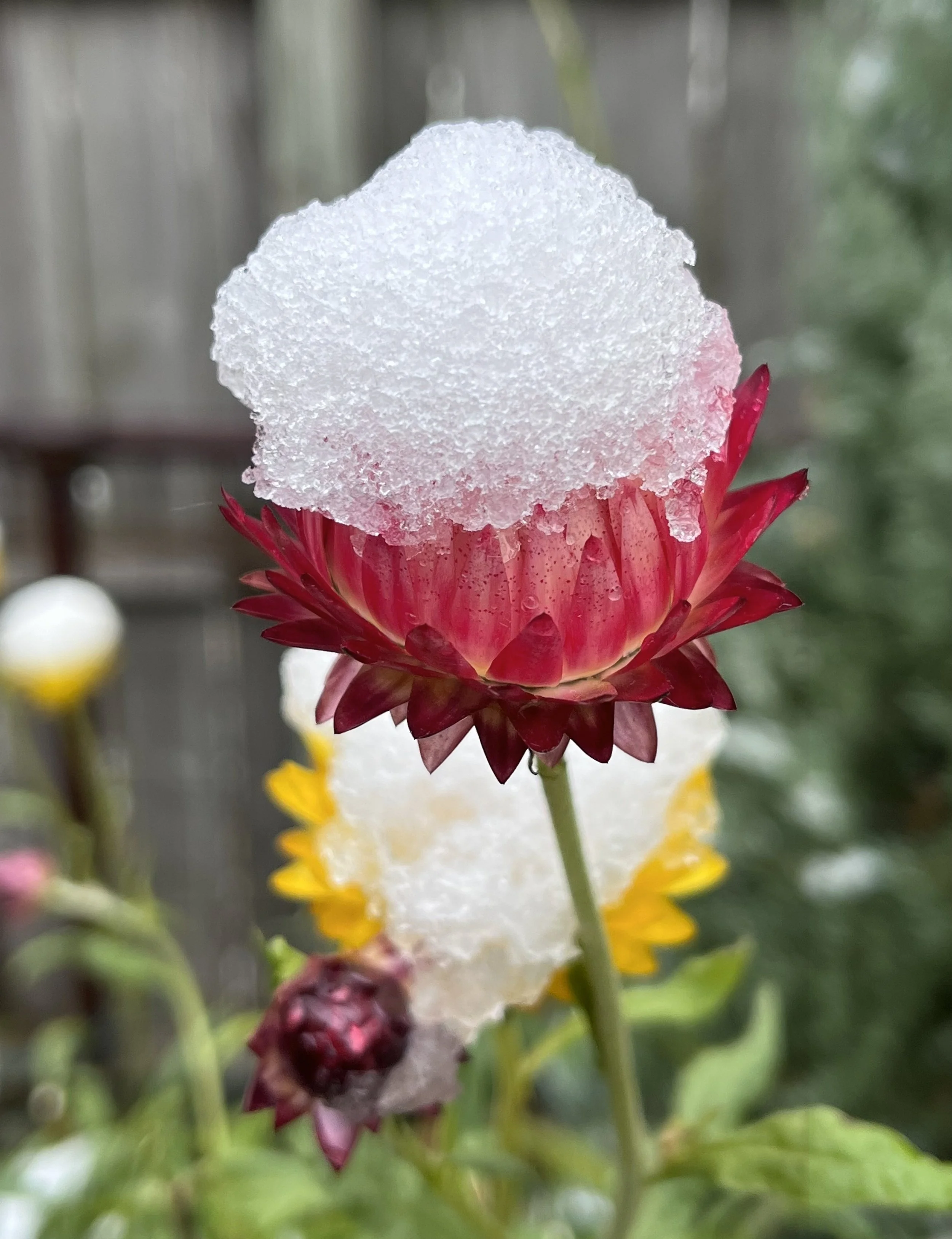 Winter Joy - not an oxymoron