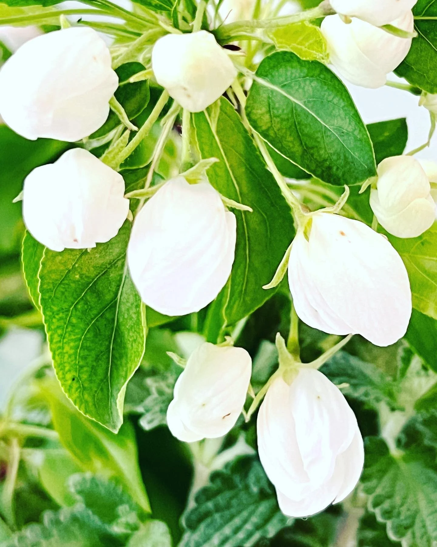 False Spring, Real Struggle-True March Madness!