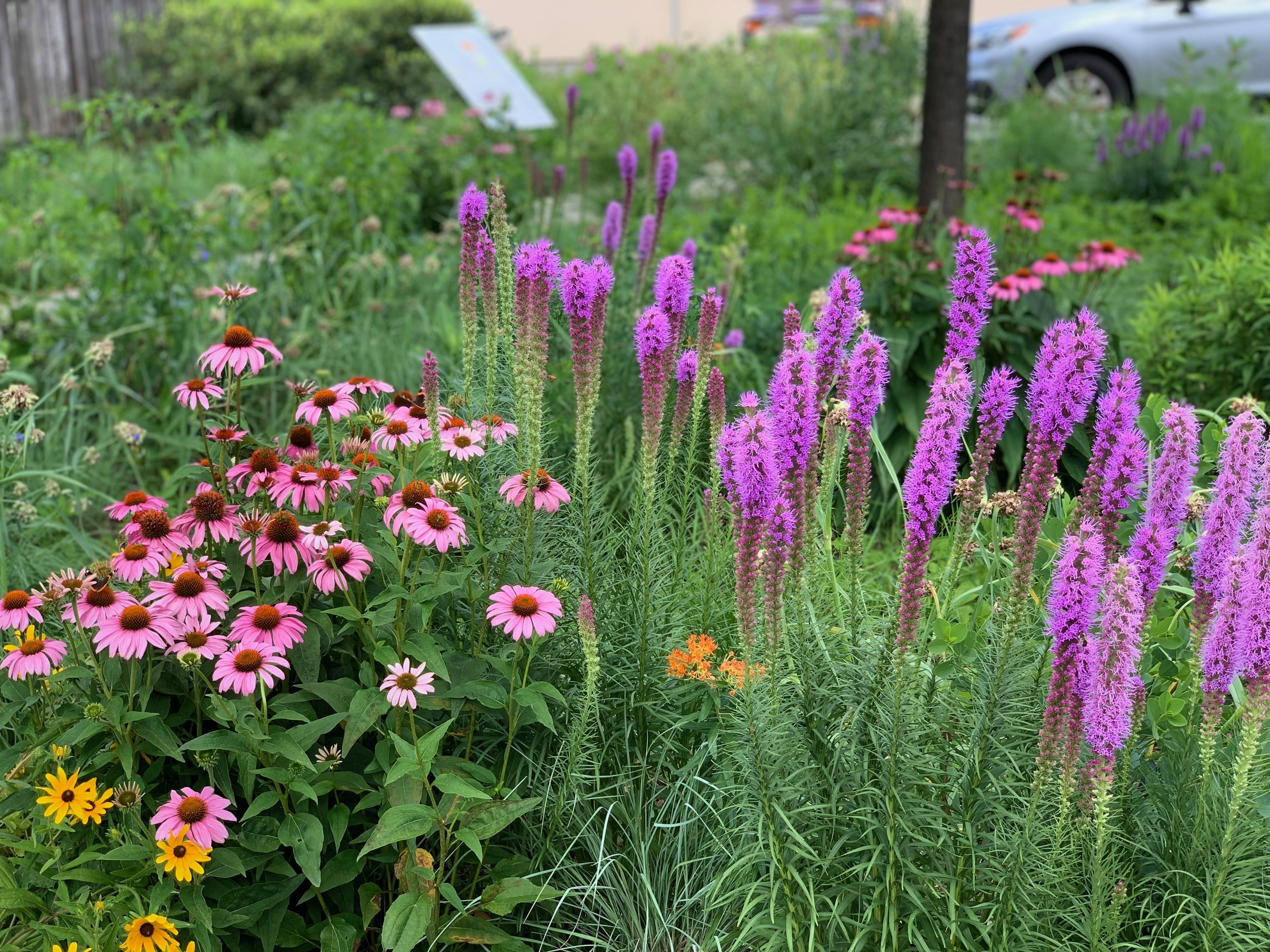 Designing with Native Plants: Strategies for Home Landscapes