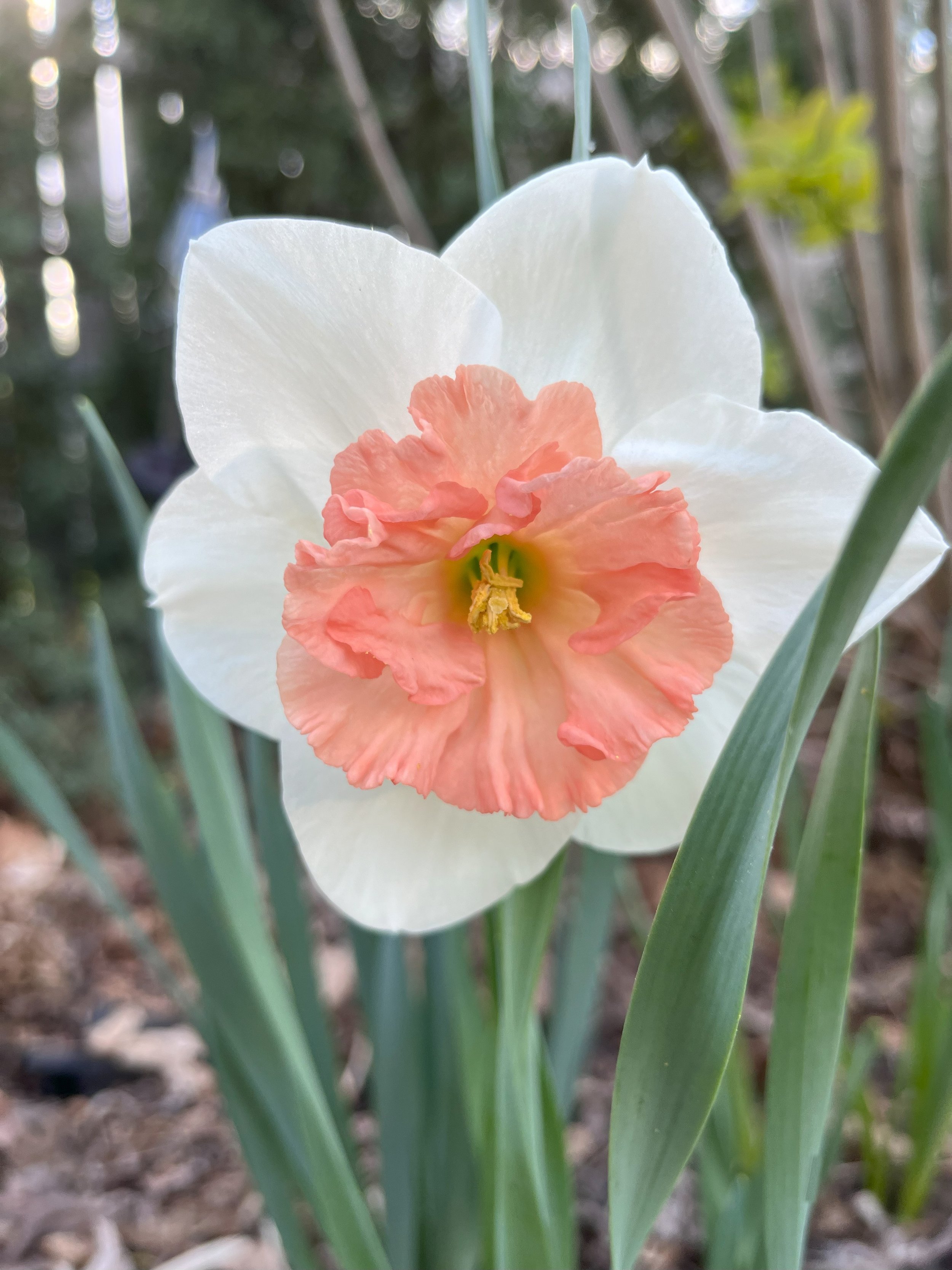 pink and white daffodil