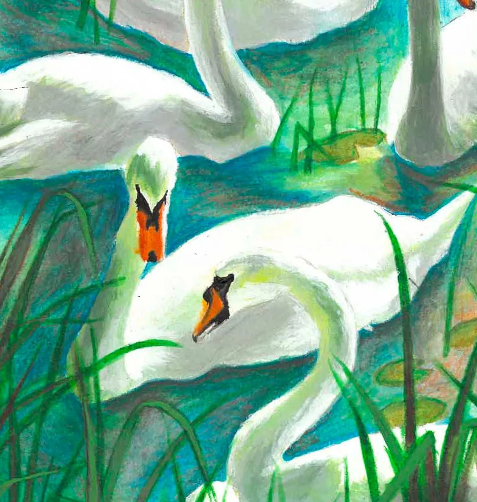Swans-scan-edit.jpg