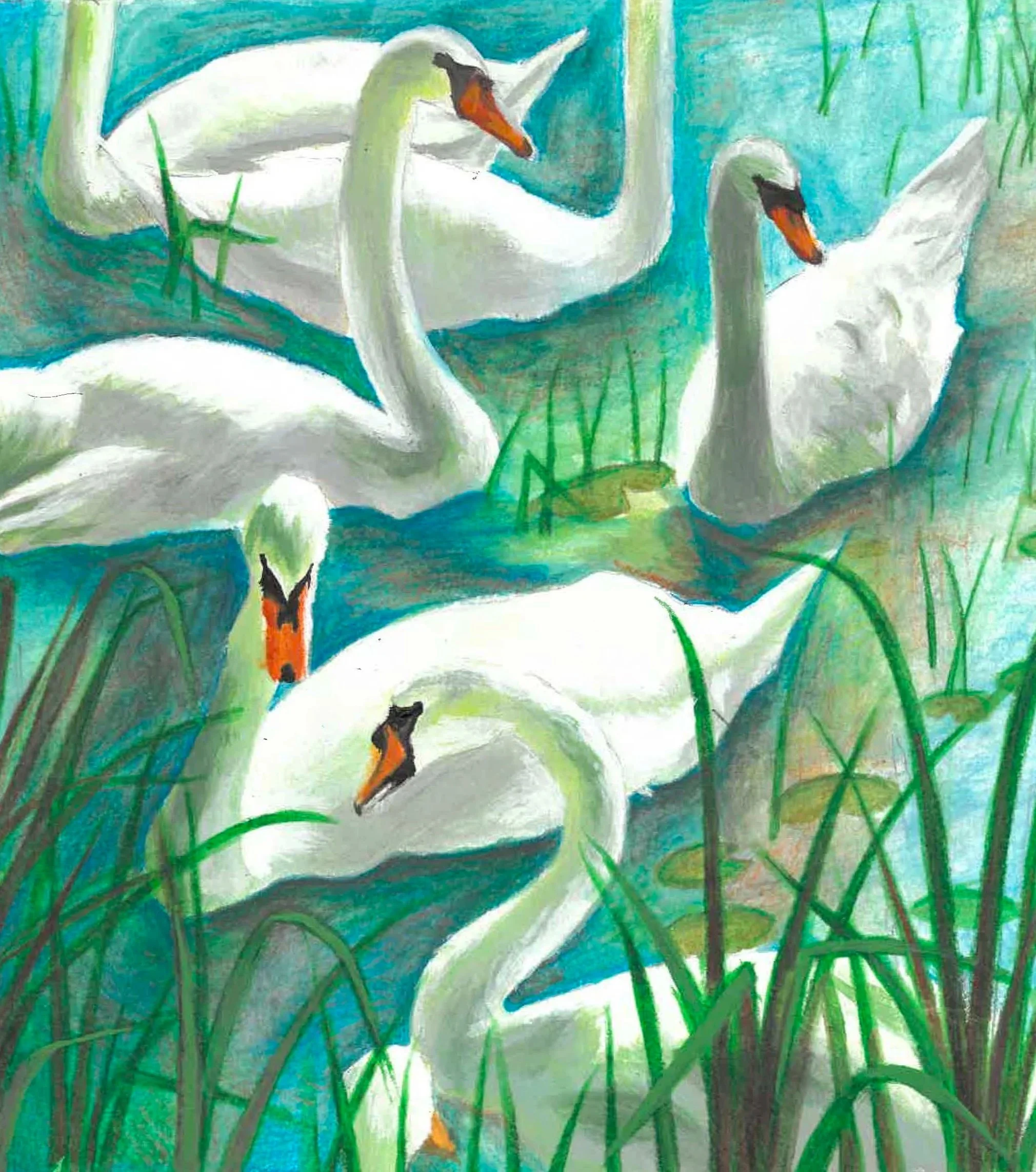 Swans-scan.jpg