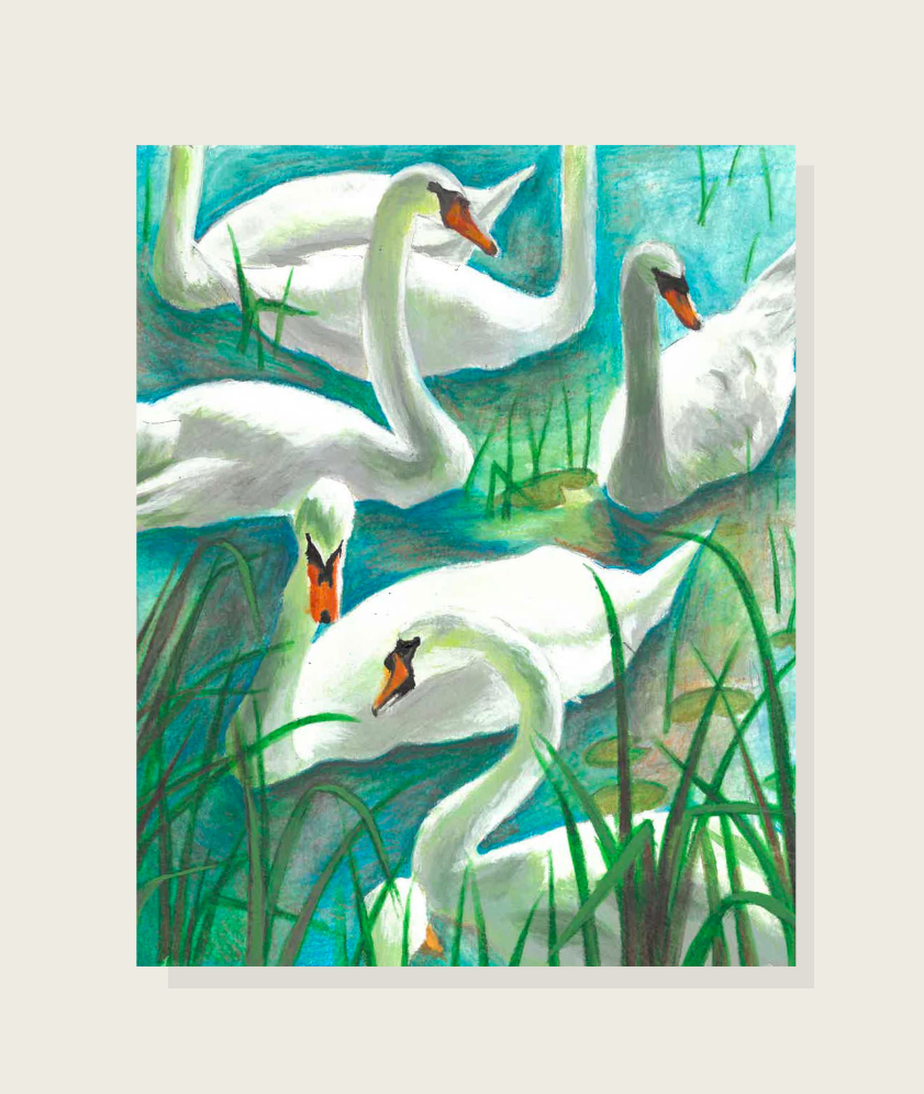 Swan Pond Print