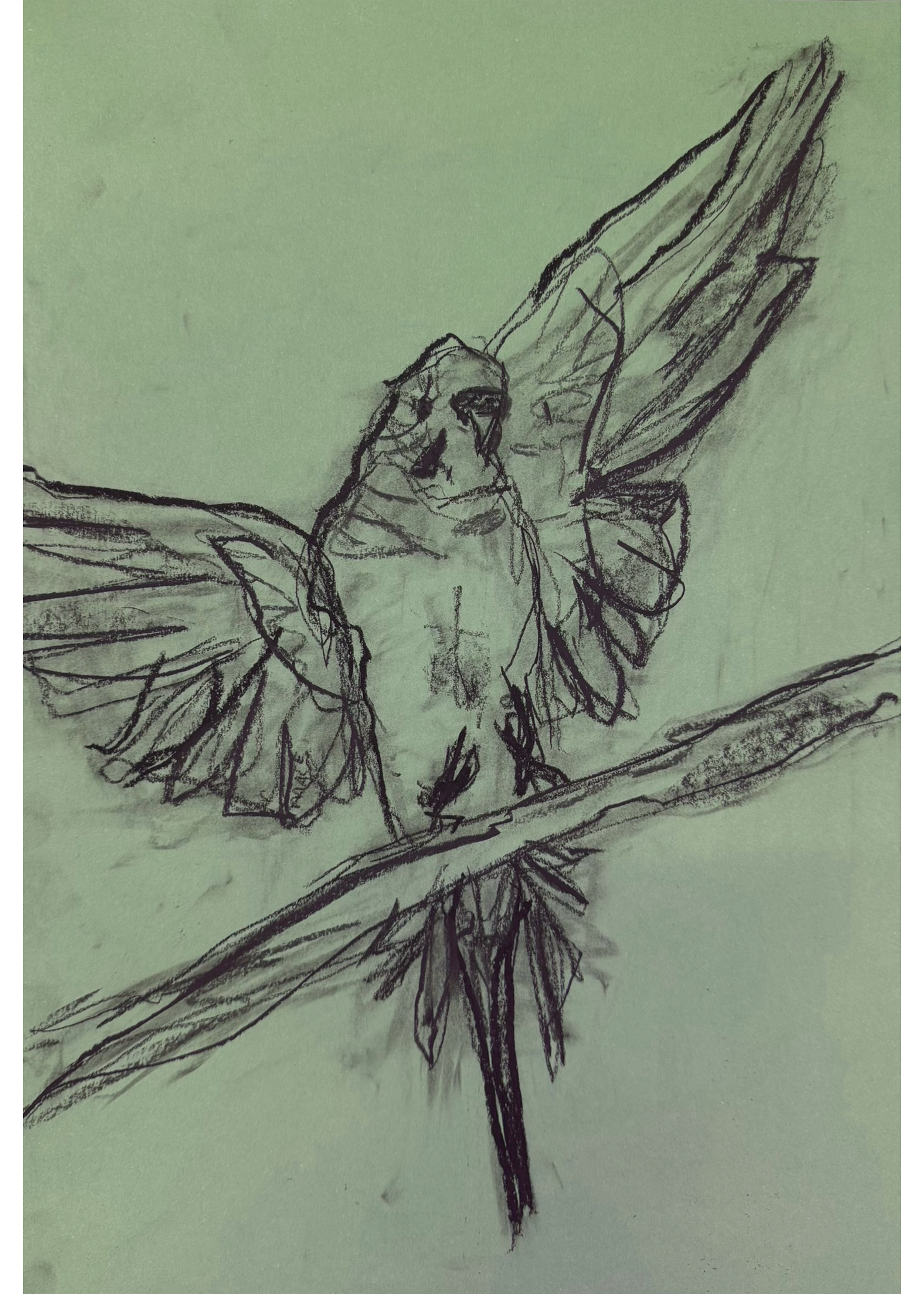 Brenda - Budgie Landing on Branch