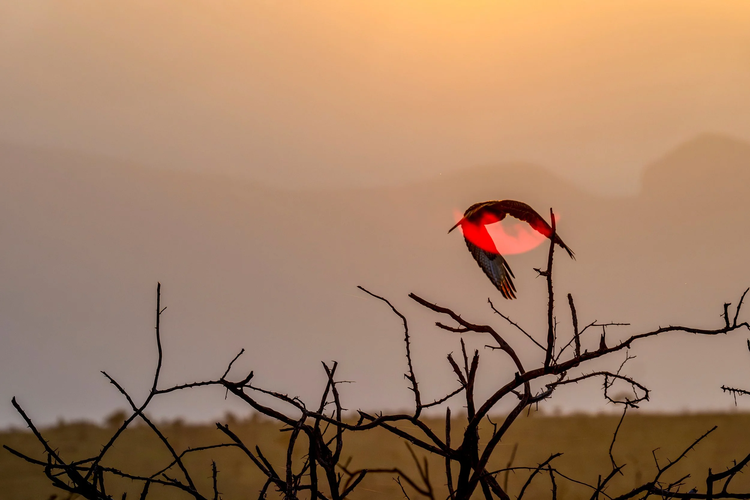 Stealing the Sun South Africa 2024.jpg