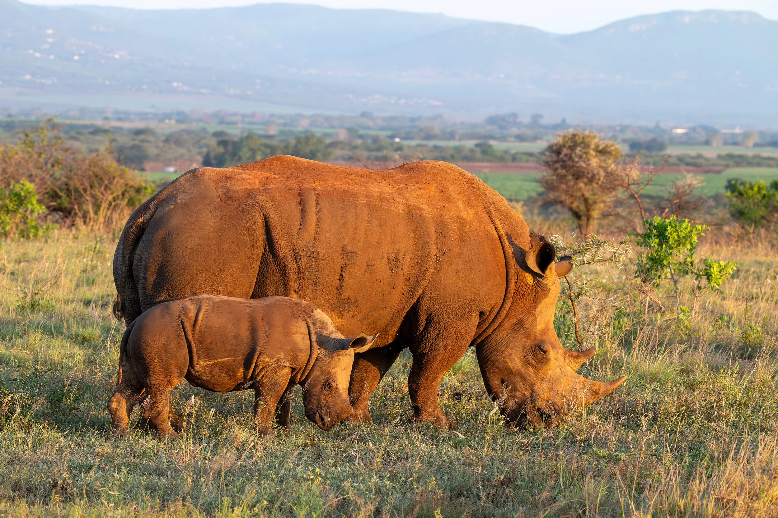 Rhino mother and calf South Africa 2024.jpg