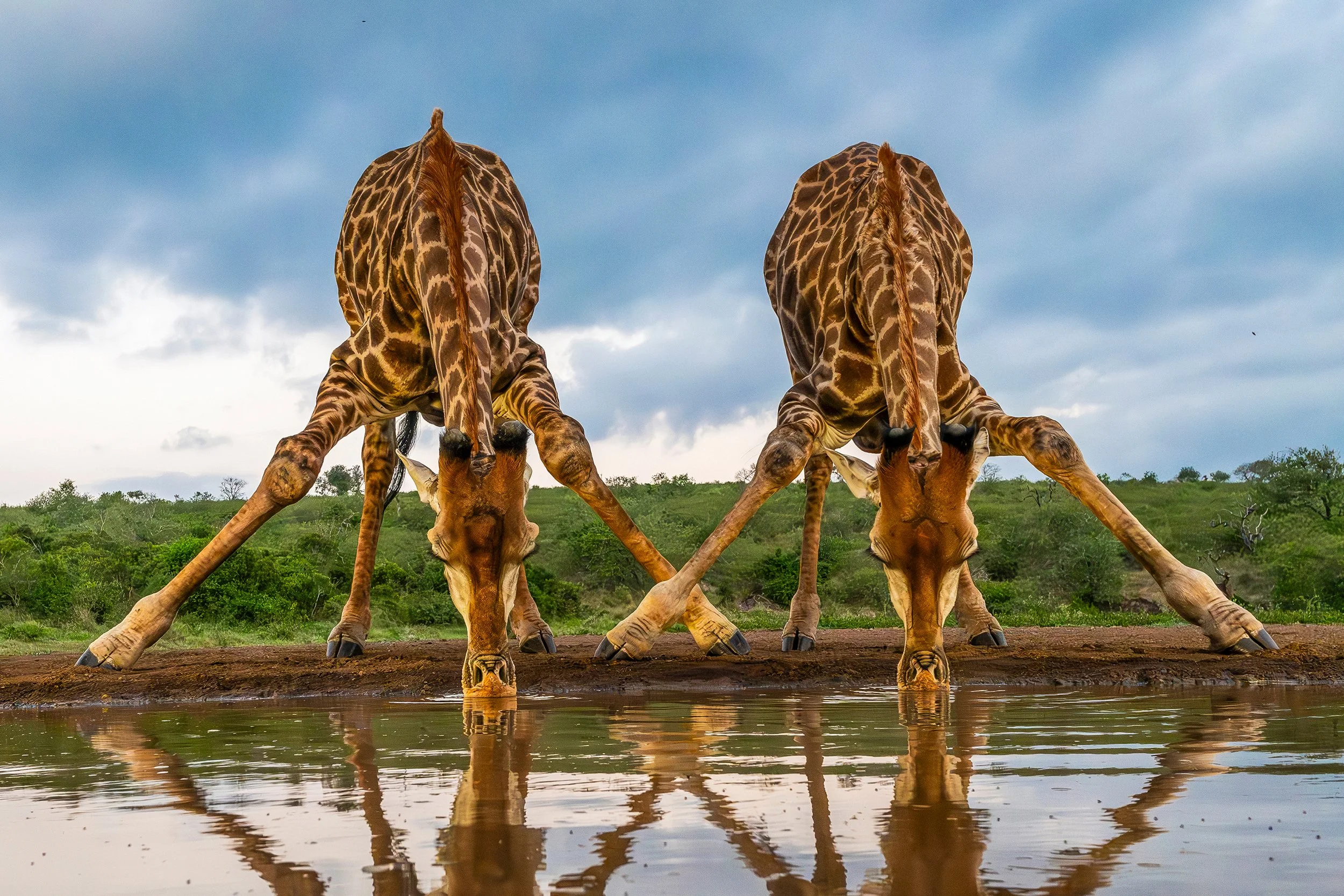 Giraffes drinking South Africa 2024.jpg