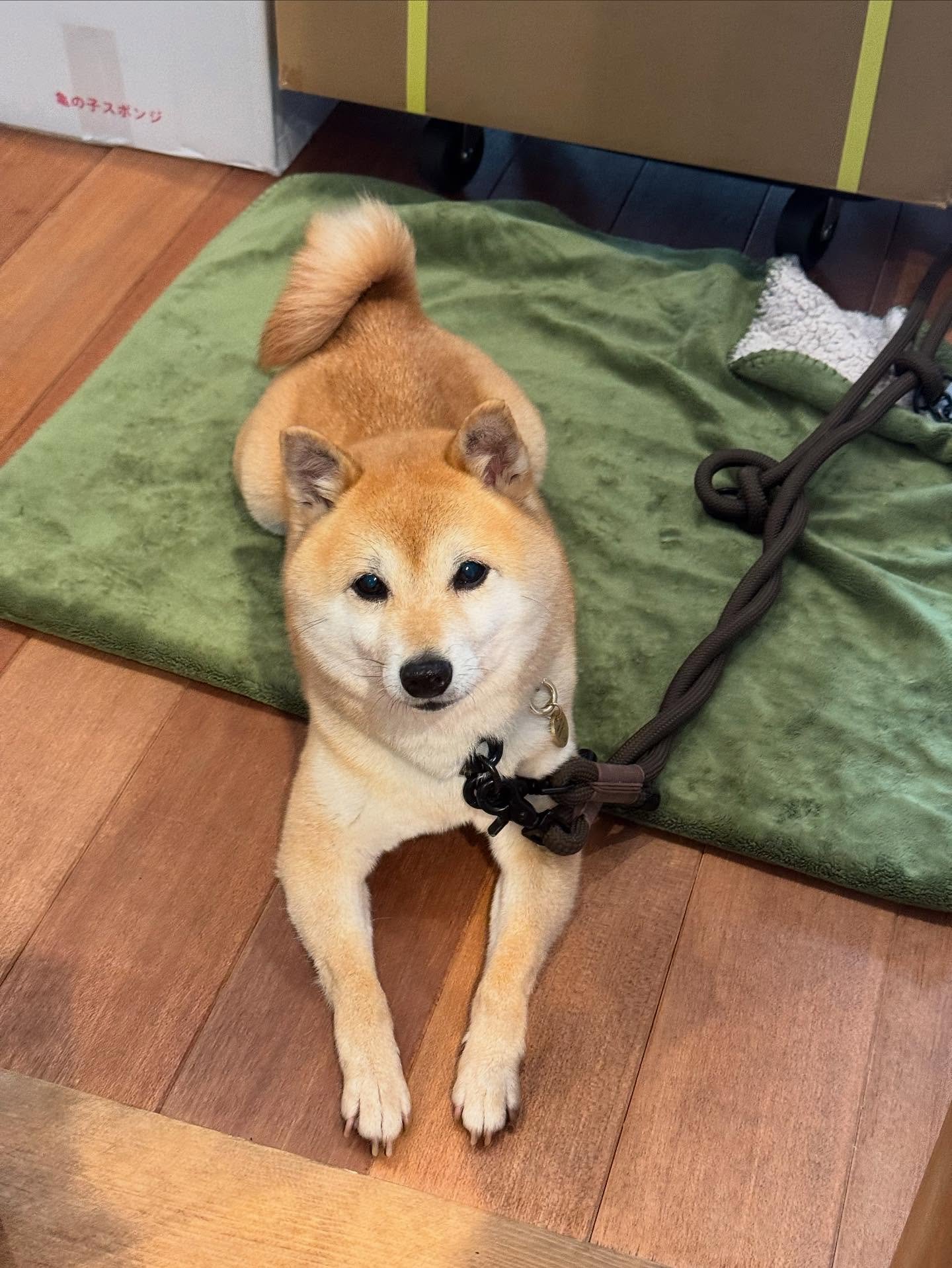こんにちは！マーカンタイルです。
新人こまちさんのご紹介です🐶
甘えん坊のまもなく6歳じょしーば(女子柴)です。
もうお会いいただいた方もいらっしゃるのではないでしょうか。
こまち氏は、ブリーダーのもとでママとして生活していたんですが、繁殖犬を引退し、4月に店主のもとにやってきました！

なでてもらうまであきらめない。しつこくアピールして、お客様もスタッフも困らせる才能の持ち主です。笑　毛をみんなにつけるのが趣味特技。暇なときはいびきをかいて寝ています。

いい子に伏せしてお店の片隅で待ってい