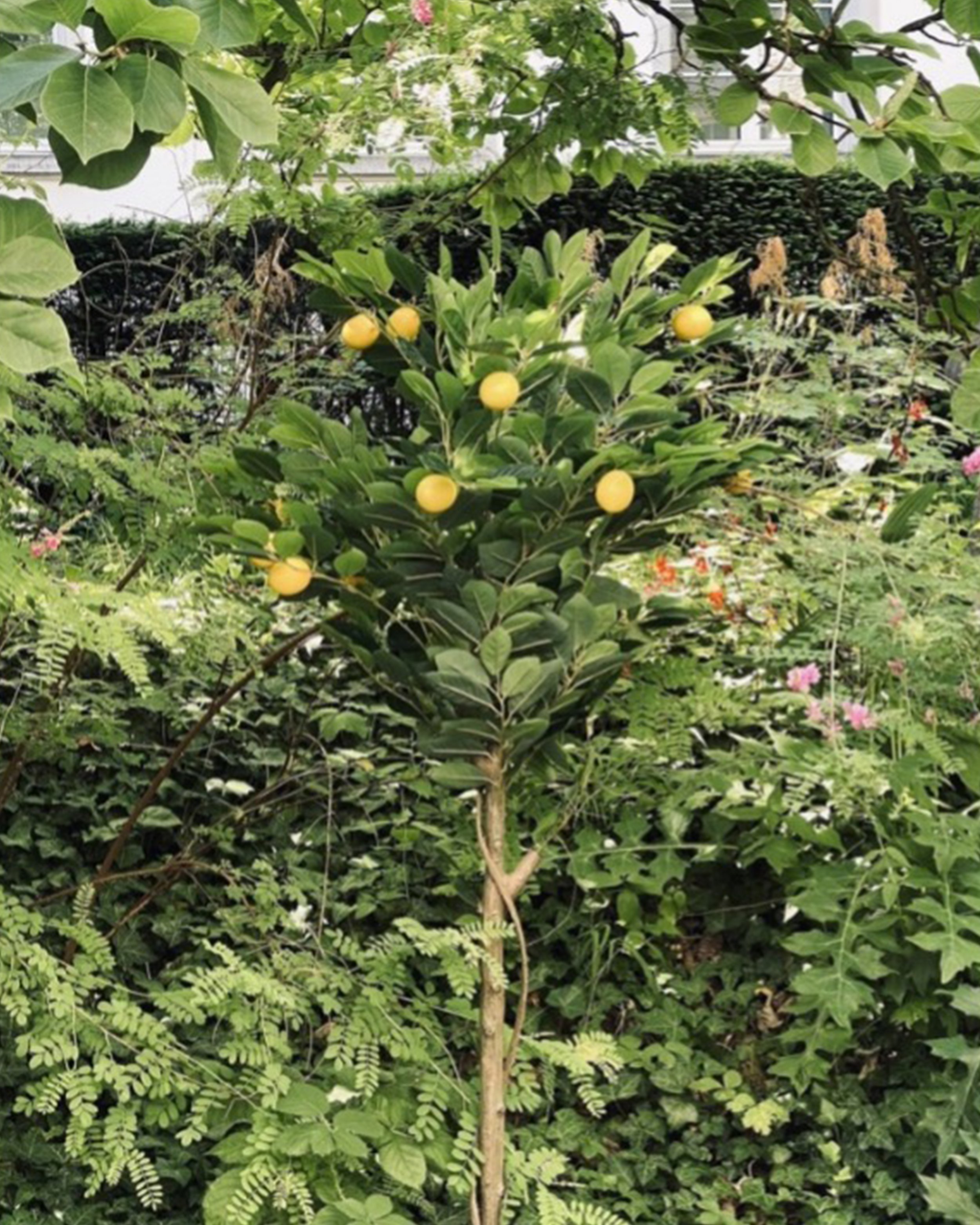 DIE NATUR DER TÄUSCHUNG