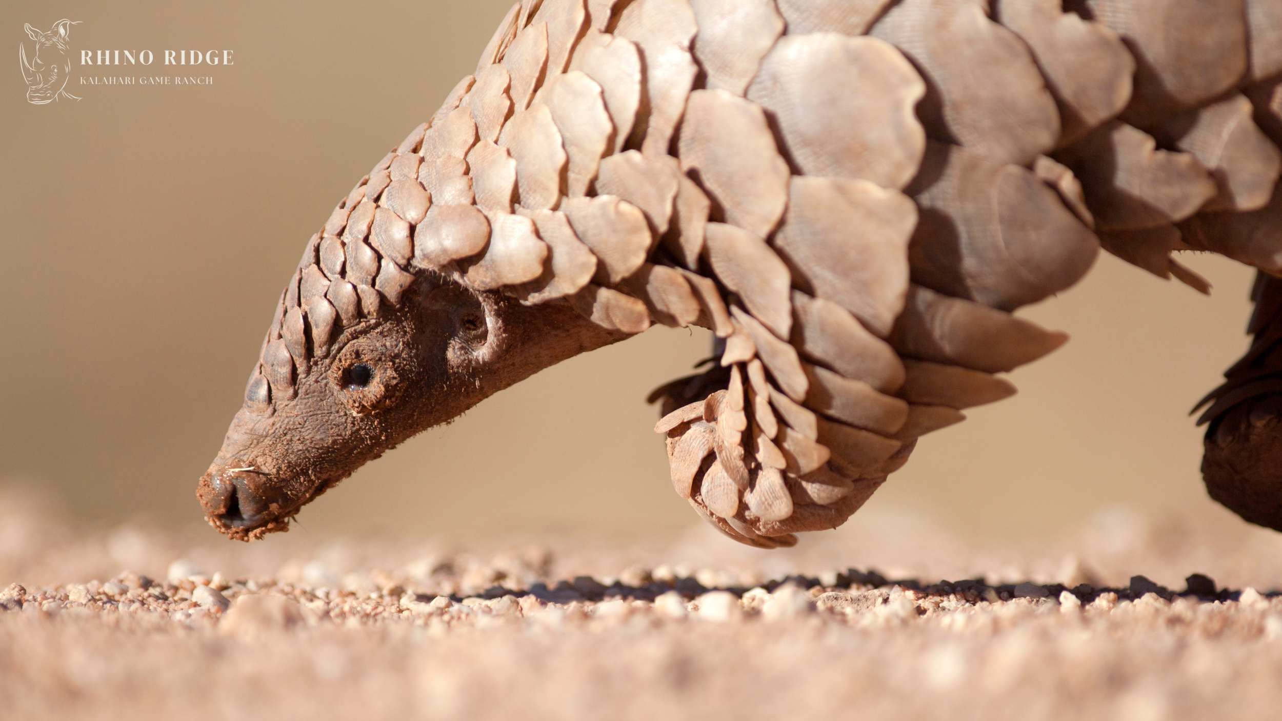 Pangolin tracking.png