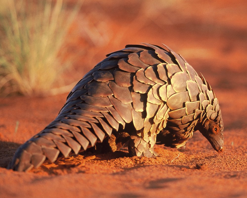 Pangolin Tracking