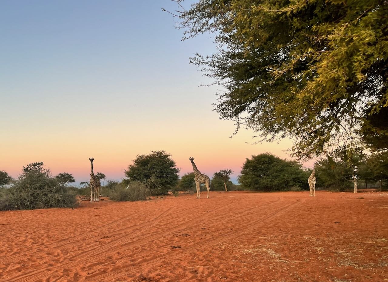 Game Drive