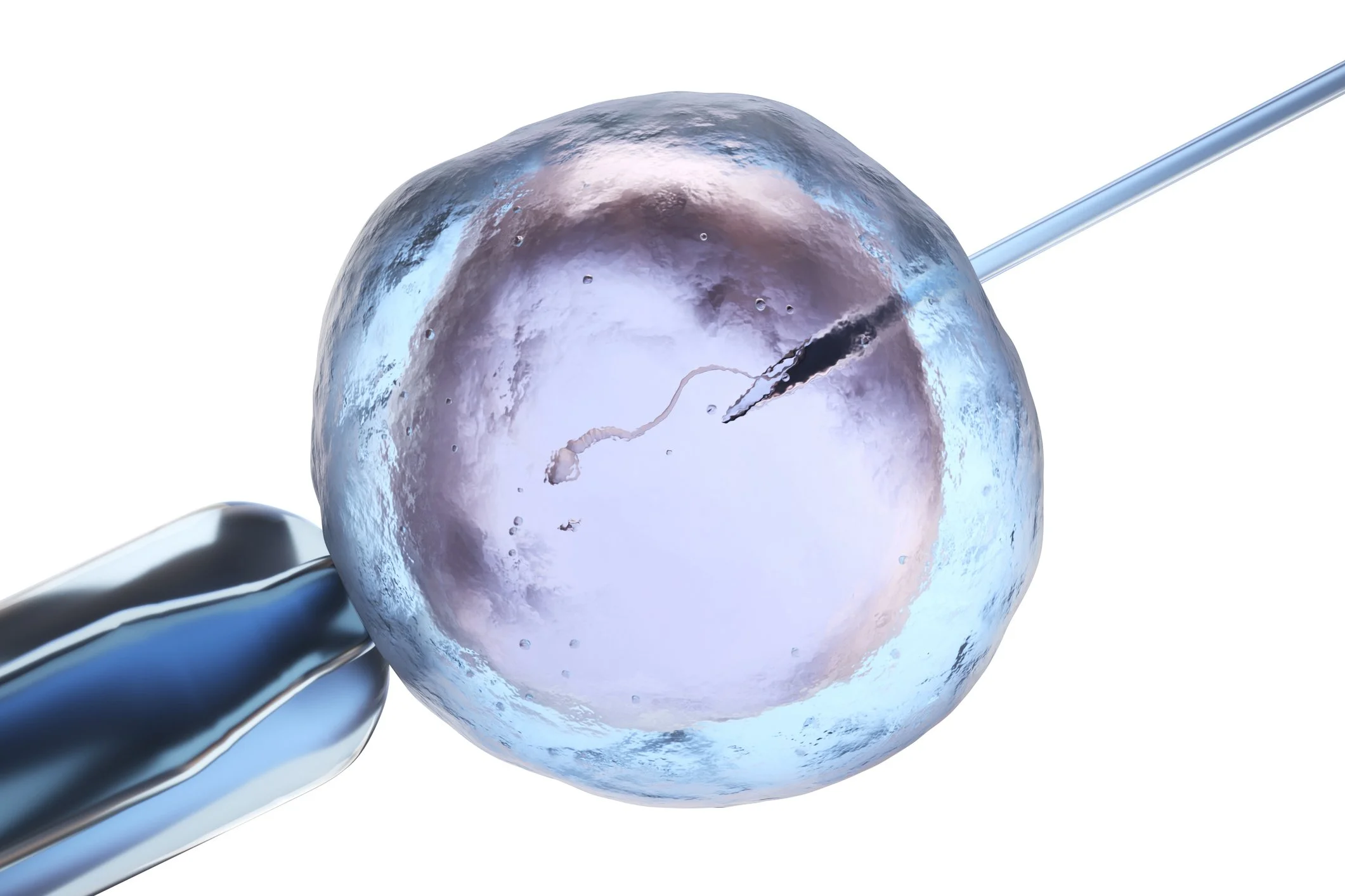 Close-up of in vitro fertilisation, showing sperm being injected into egg