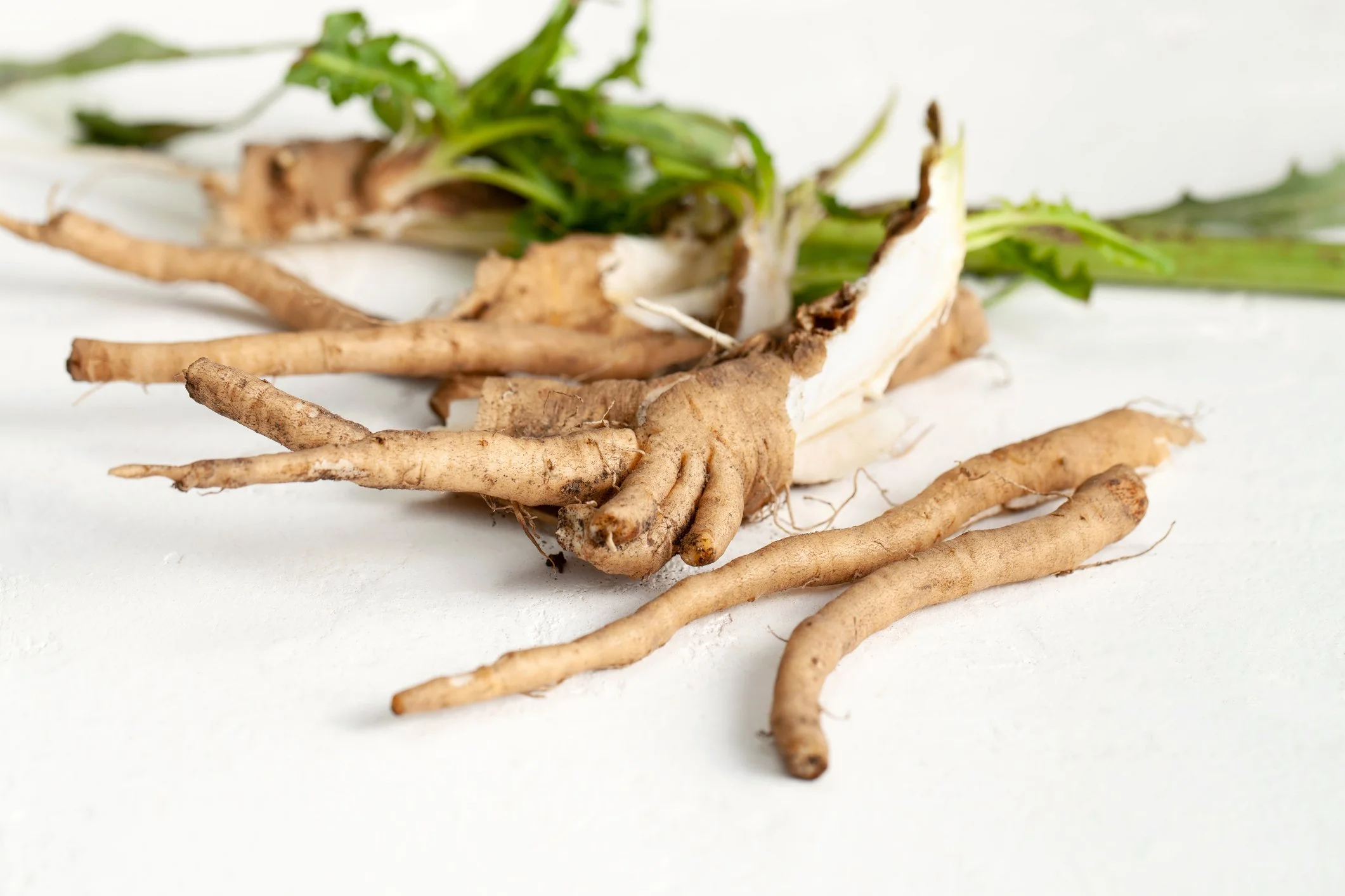 Chicory roots displayed on a white surface