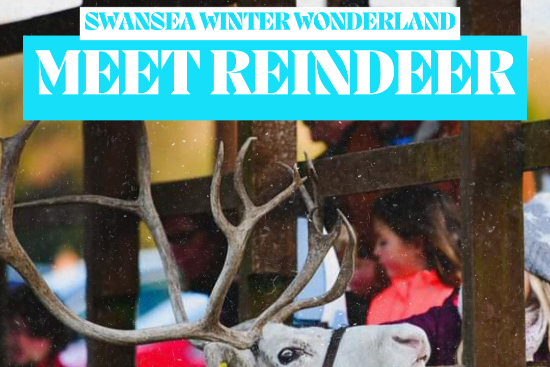 Tree Maze & Feed the Reindeer Experience