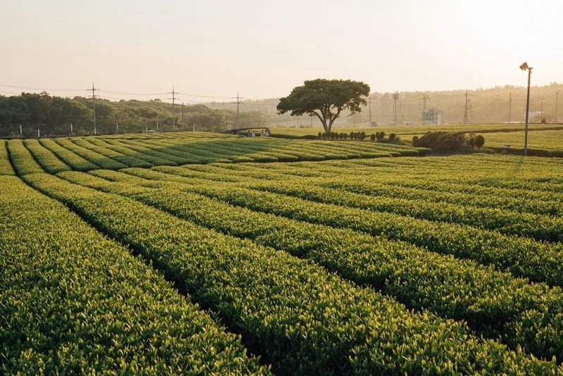 INFLUENCER PROGRAM WITH OSULLOC