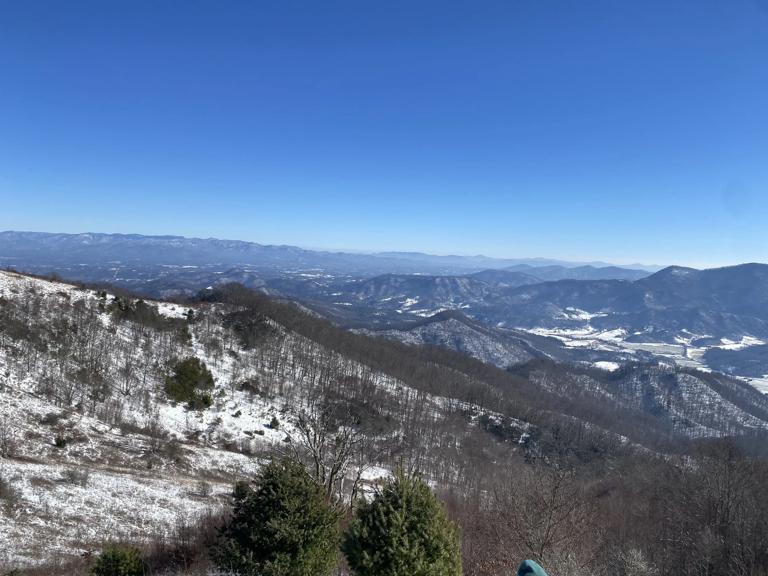 Bald winter 1.jpg