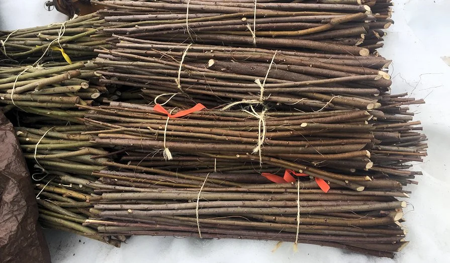 Live Staking Workshop