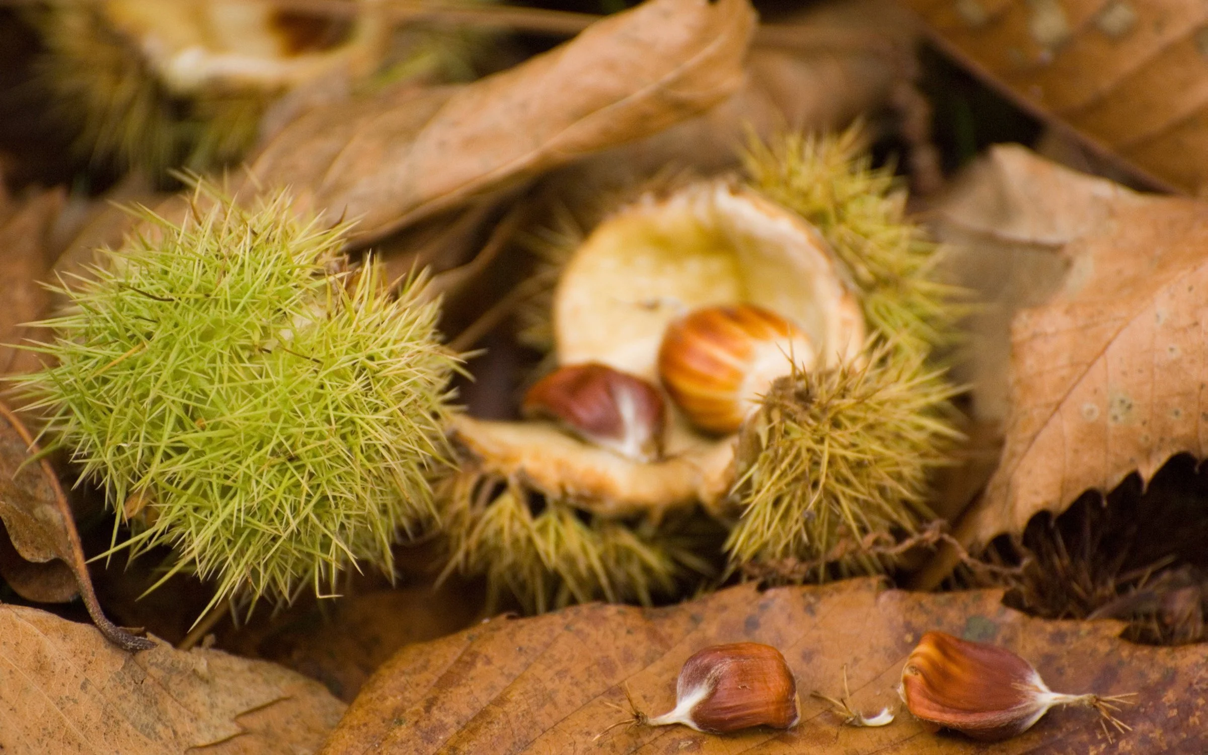 chestnuts.jpeg