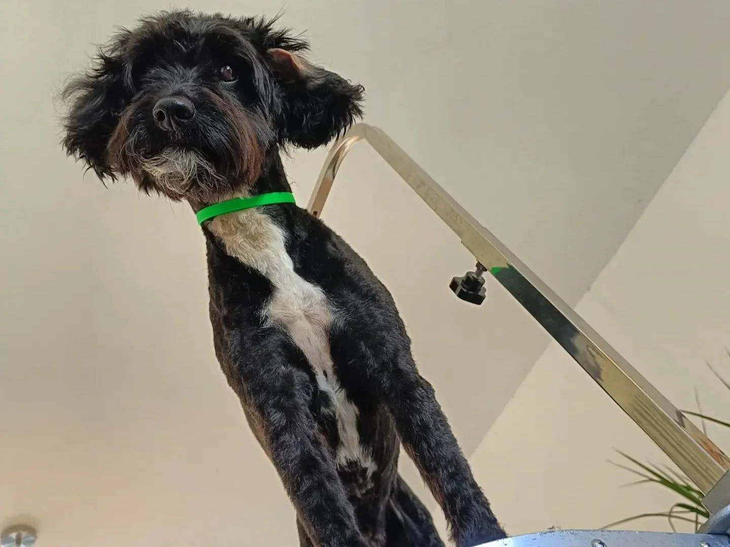 Black and white cockapoo looking curious mid-groom