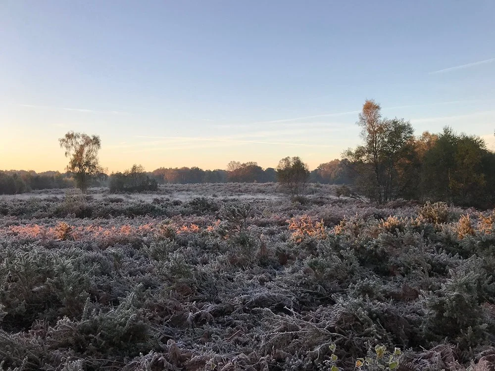 Frost-covered shrubs and small trees in an open field with a few taller trees scattered throughout under a clear sky.