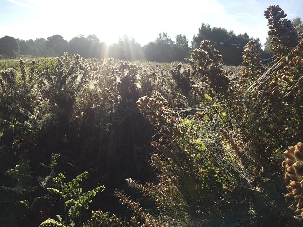 A field of tall plants with spider webs in the sunlight near a tree line.