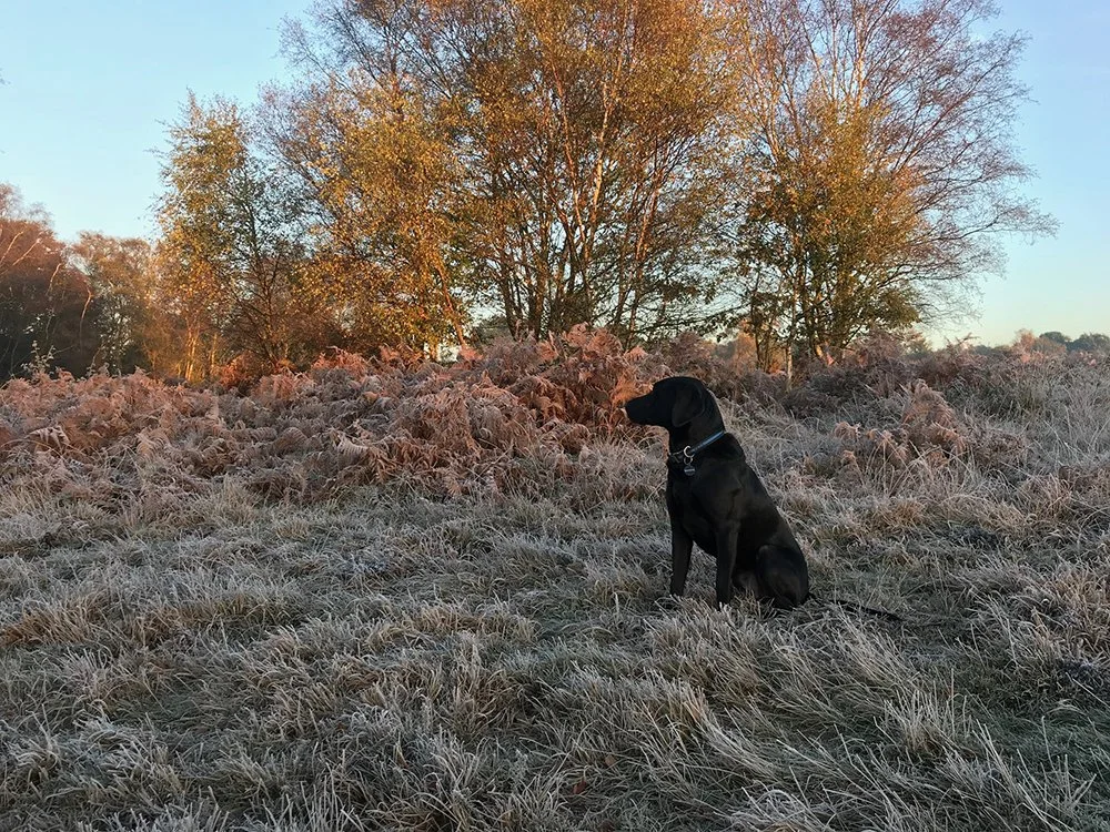 A black dog sitting in a frosty field with trees in the background during sunrise or sunset.