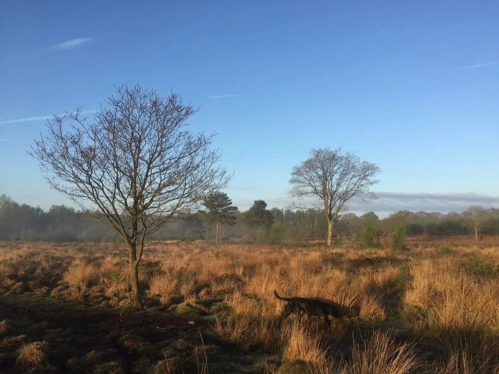 A landscape with two leafless trees in a grassy field under a blue sky with clouds, and a black dog walking through the grass.