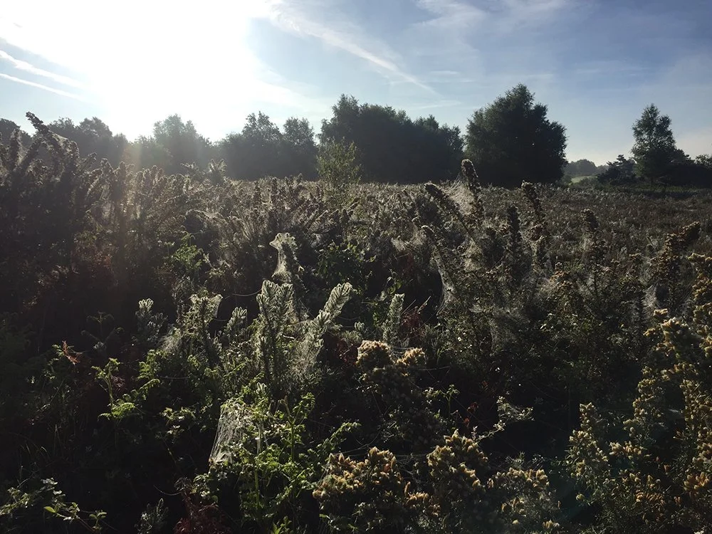 A field of plants with spider webs in the early morning sunlight, and trees in the background.