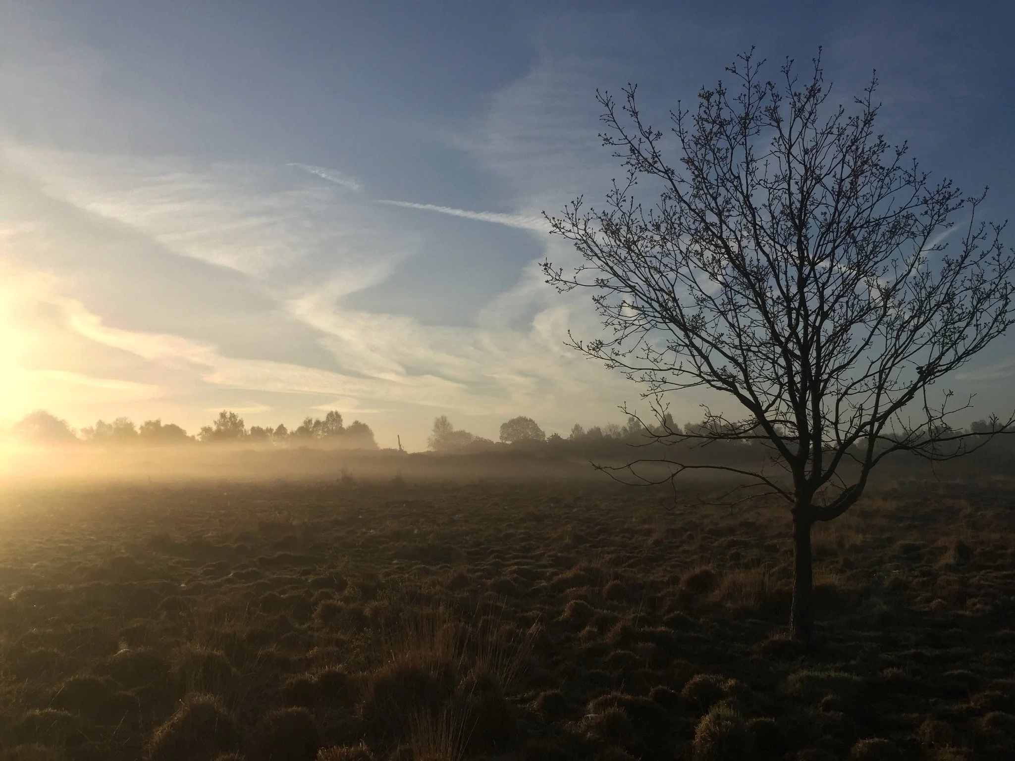 A leafless tree stands in a field at sunrise or sunset with a misty horizon and scattered clouds in the sky.