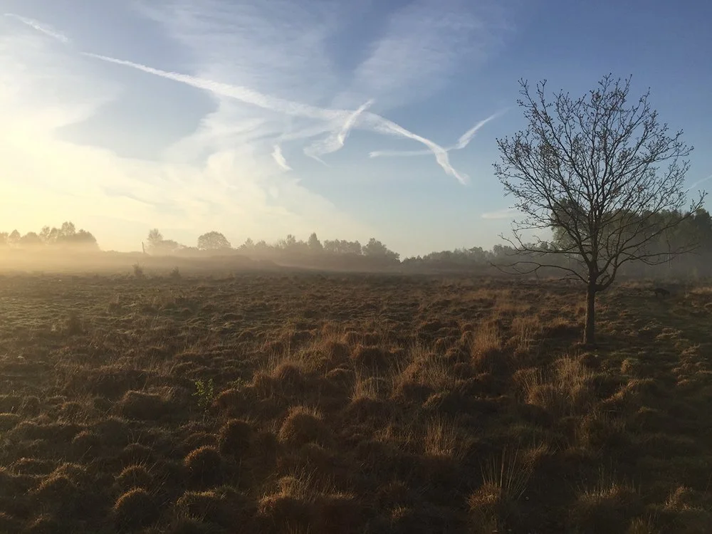A barren tree standing in a foggy open field during sunrise or sunset, with a partly cloudy sky and contrails from airplanes overhead.