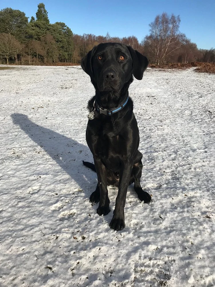 Black dog with amber eyes sitting on snow-covered ground in a park during winter.