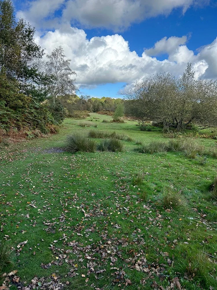 A grassy park or nature reserve with trees, shrubs, and scattered fallen leaves, under partly cloudy sky.