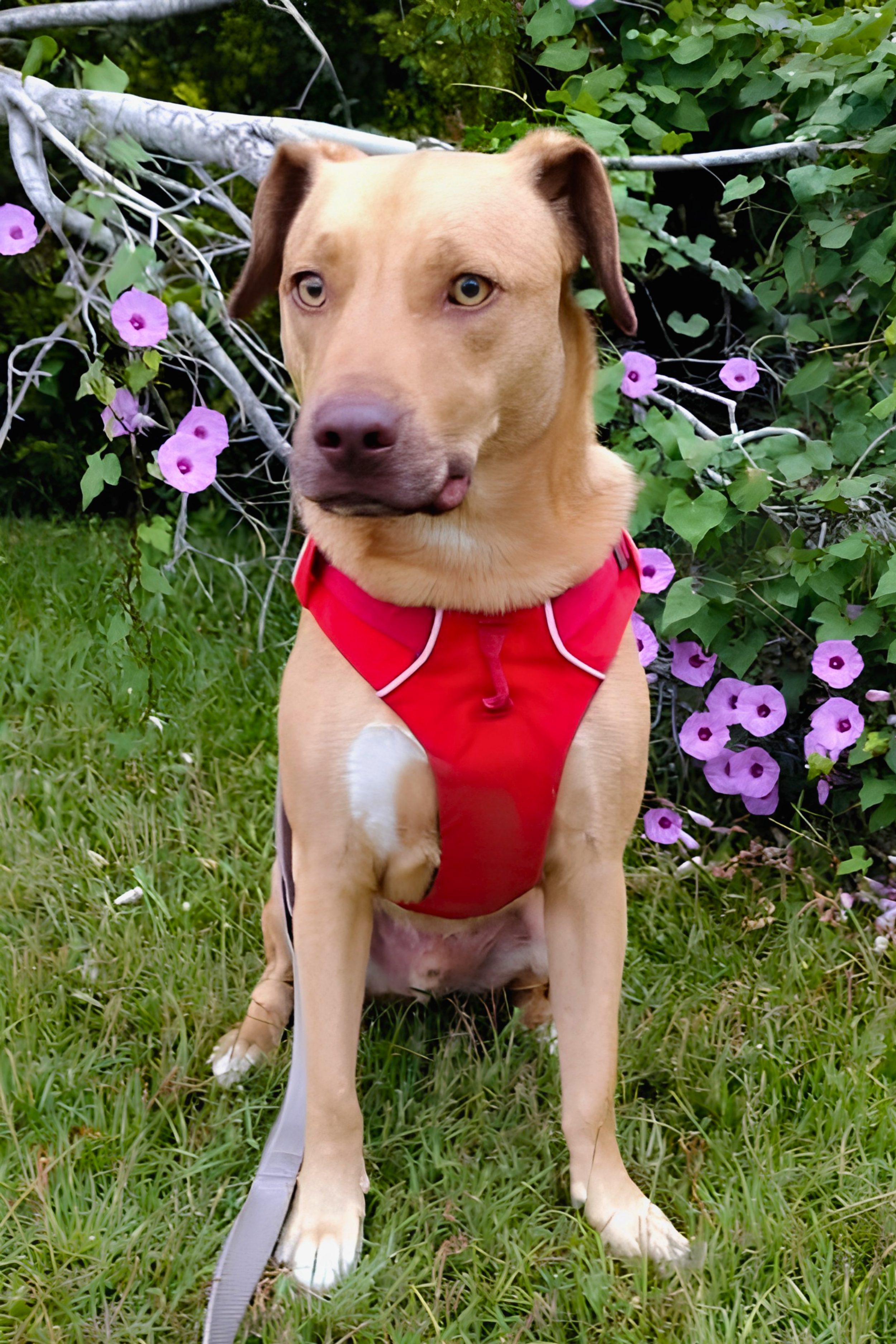 A tan dog with light eyes wearing a red harness sitting in green grass near purple flowers and green leafy bushes.