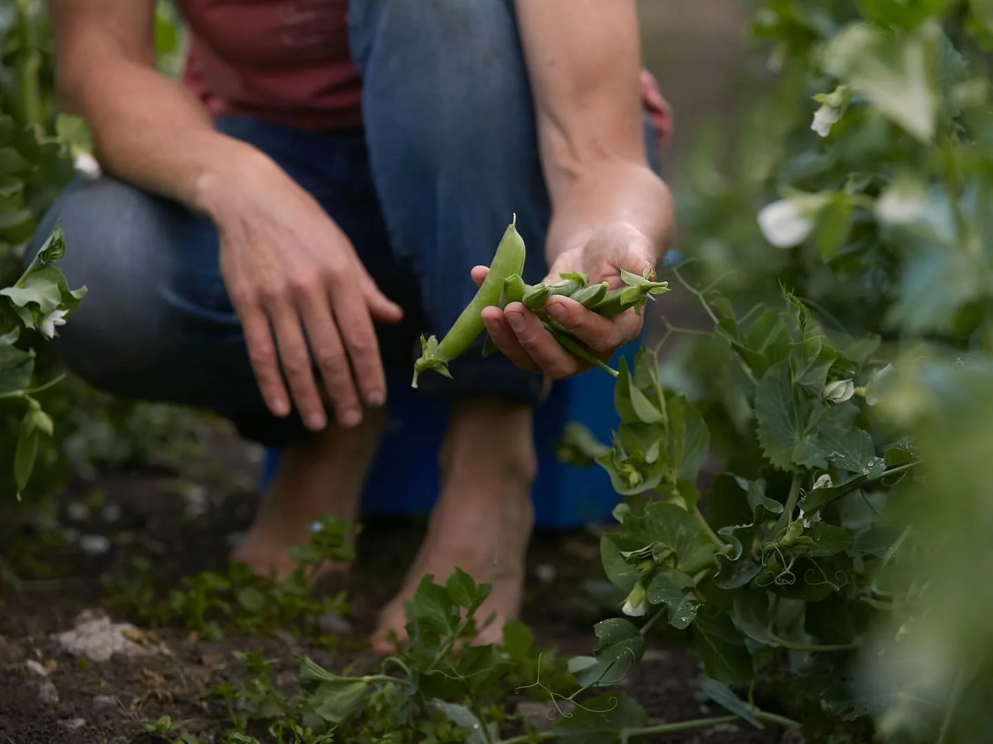 A selection of work for the lovely team at Slade Farm Organics&nbsp;to capture the ethos and hard work that goes into farming with nature, creating a system built on sustainability. Slade Farm have a closed cycle of nutrients with all of their animal