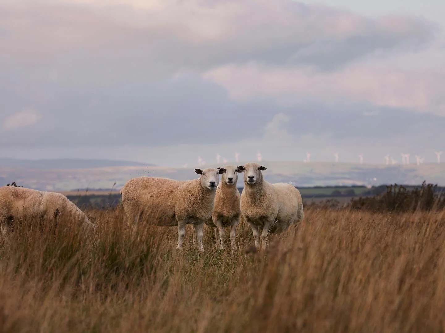 A final selection of work&nbsp;for the team at Slade Farm Organics&nbsp;to capture the ethos and hard work that goes into farming with nature, creating a system built on sustainability. Slade Farm have a closed cycle of nutrients with all of their an