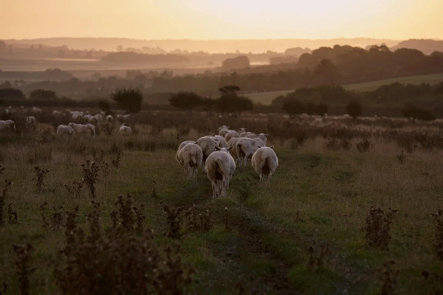 slade_farm_08.jpg