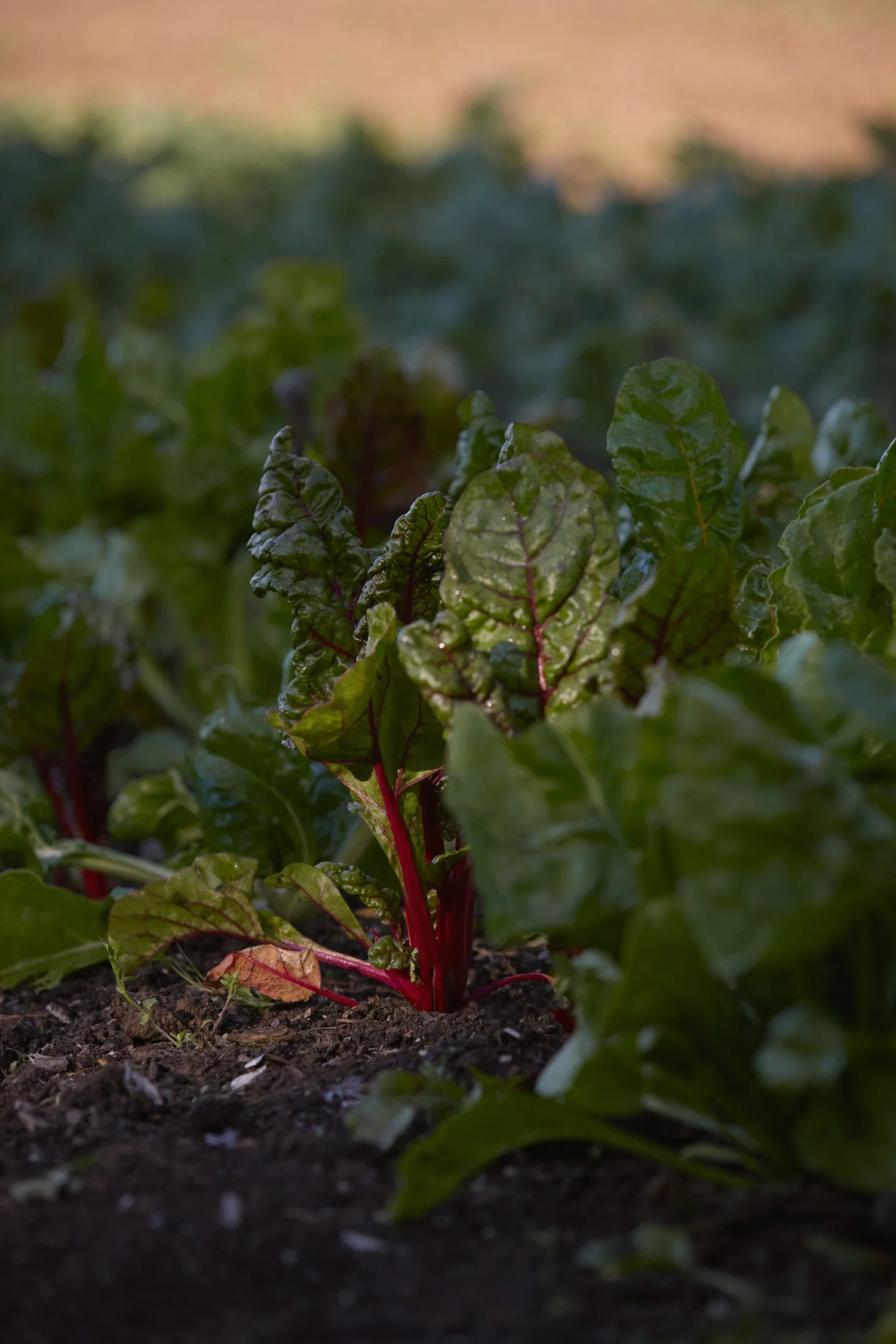 slade_farm_26.jpg