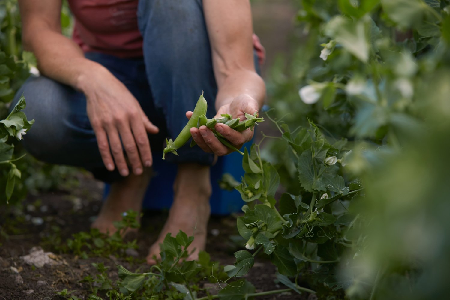 slade_farm_20.jpg