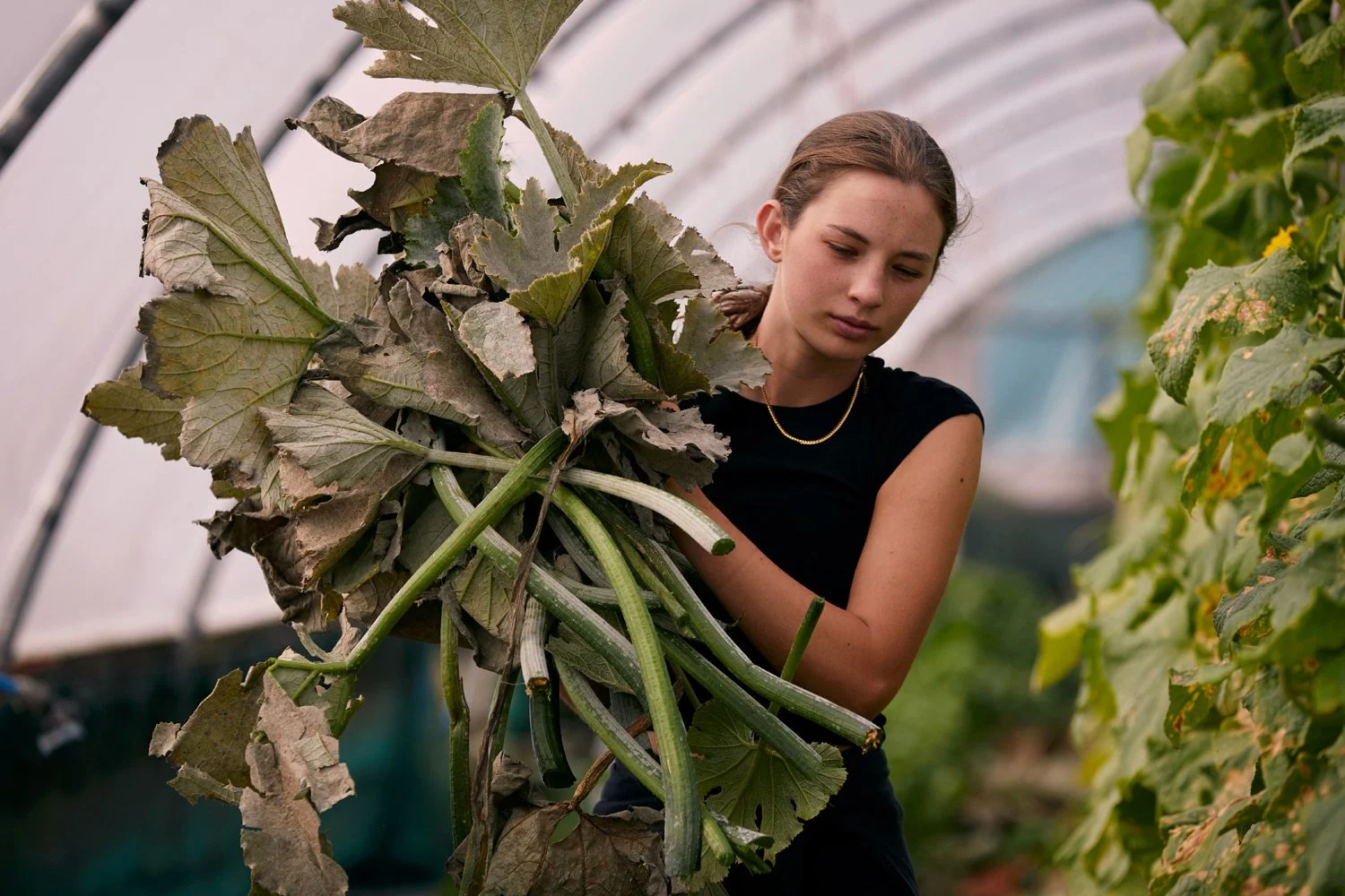 slade_farm_22.jpg