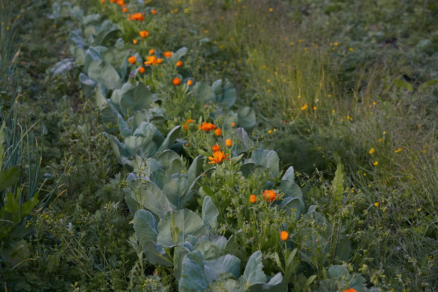 slade_farm_23.jpg