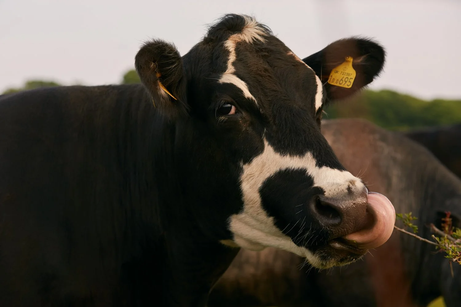 slade_farm_10.jpg