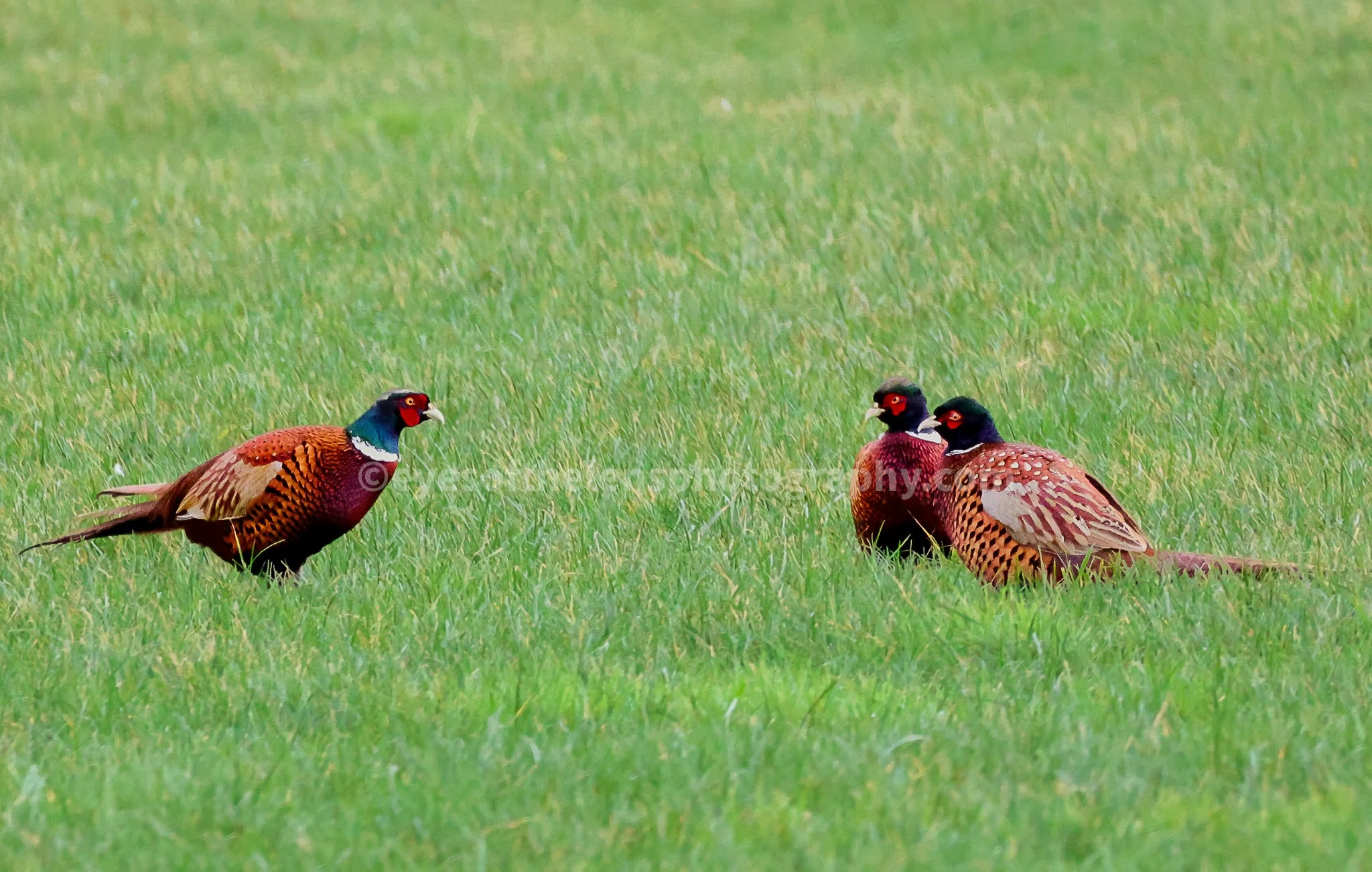 PHEASANTS 2 WM.jpg