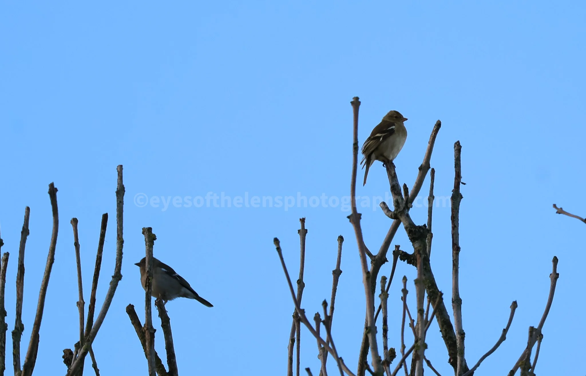 birds in tree WM.jpg