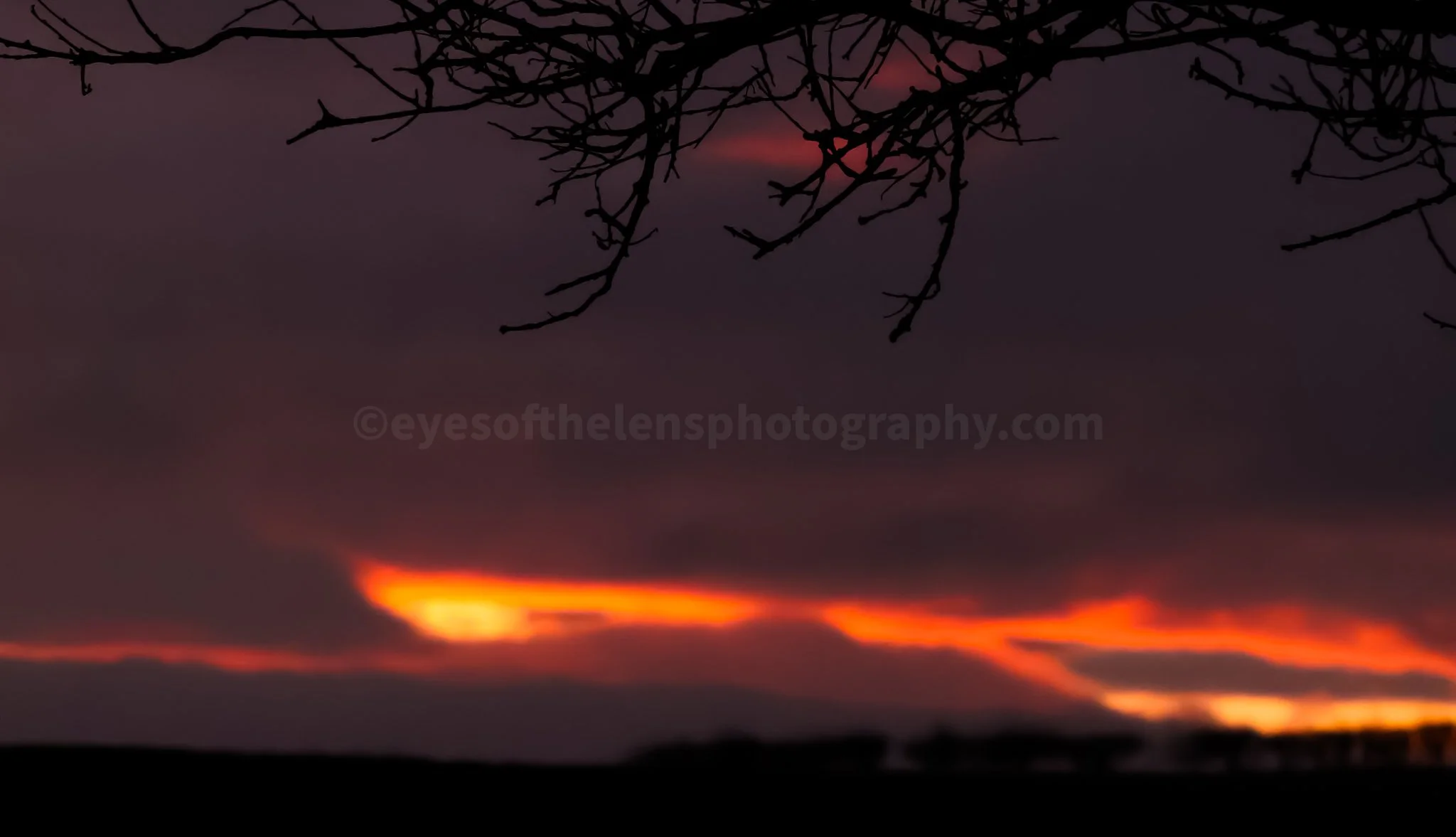 SUNSET 2 BRANCHES WM.jpg