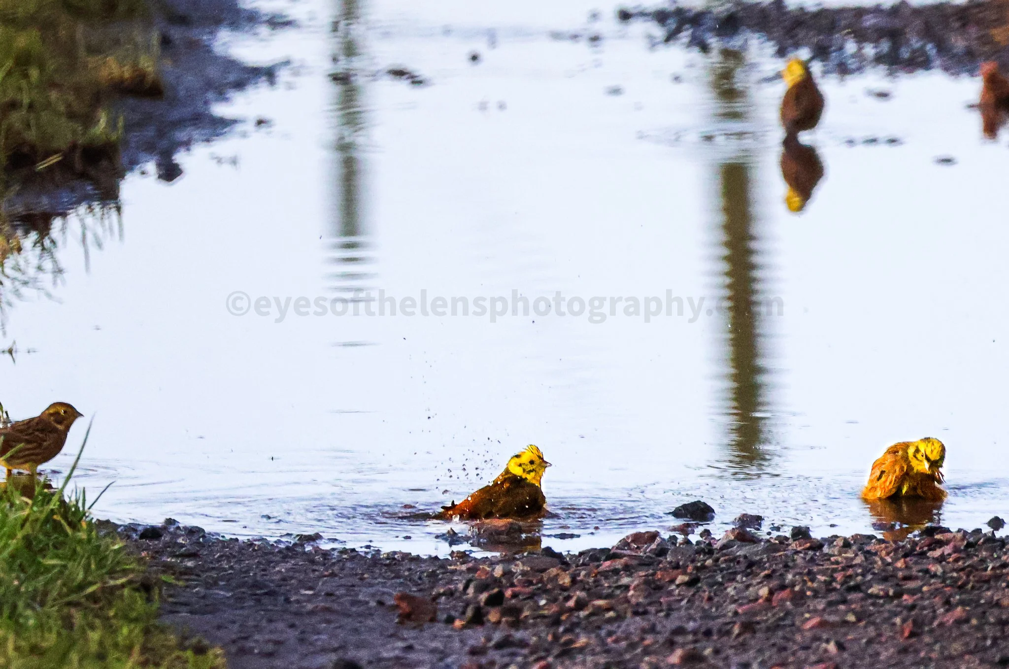 yellowhammers in water 2 WM.jpg